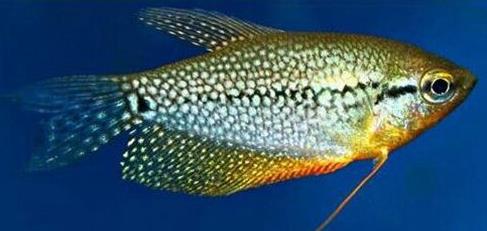 十種適合家養的魚排名,琉金金魚抗病力強,泰國斗魚可單獨喂養