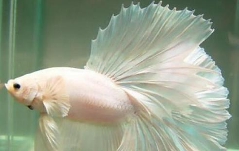 十種適合家養的魚排名,琉金金魚抗病力強,泰國斗魚可單獨喂養