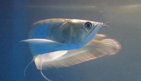 十種適合家養的魚排名,琉金金魚抗病力強,泰國斗魚可單獨喂養