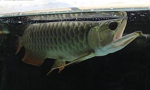 十種適合家養的魚排名,琉金金魚抗病力強,泰國斗魚可單獨喂養