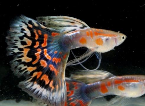 十種適合家養的魚排名,琉金金魚抗病力強,泰國斗魚可單獨喂養