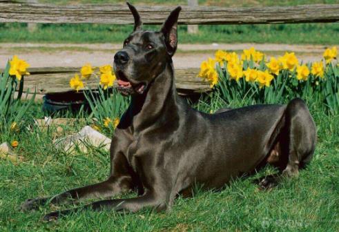 世界上最大的十個狗品種排名,大丹犬、俄羅斯高加索犬很霸氣