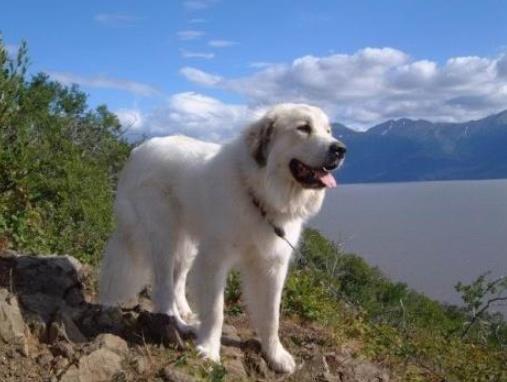 十大忠誠的狗排名,大白熊犬聰明真誠,柯利犬被維多利亞女王大贊