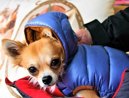 最怕冷的十種狗排名,吉娃娃、中國冠毛犬毛少體型小