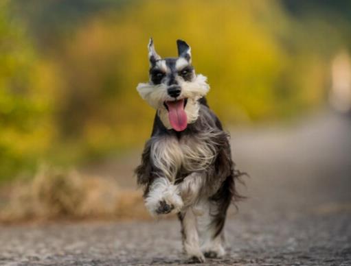 世界十大小型犬排名,迷你雪納瑞是優良家庭犬,比熊犬嬌小強健