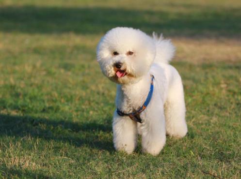 世界十大小型犬排名,迷你雪納瑞是優良家庭犬,比熊犬嬌小強健