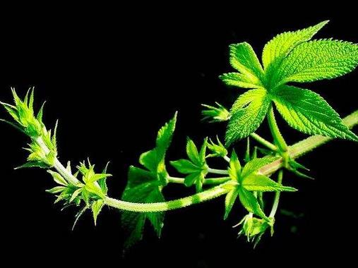 四大葉子帶刺的野菜排名,小薊可爆炒和涼拌,簕菜清熱解毒