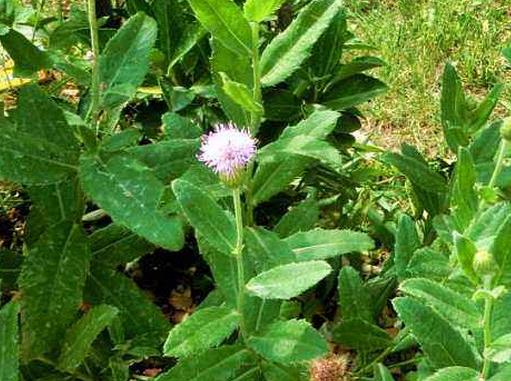 四大葉子帶刺的野菜排名,小薊可爆炒和涼拌,簕菜清熱解毒