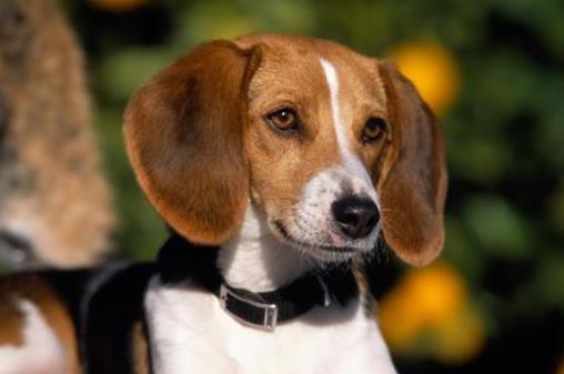 世界十大嗅覺獵犬排名,尋血獵犬血統純正,巴吉度犬嗅覺靈敏