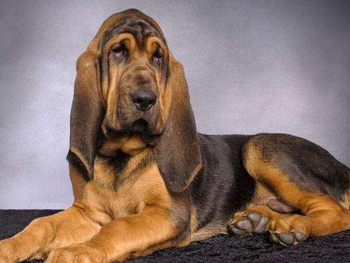 世界十大嗅覺獵犬排名,尋血獵犬血統純正,巴吉度犬嗅覺靈敏