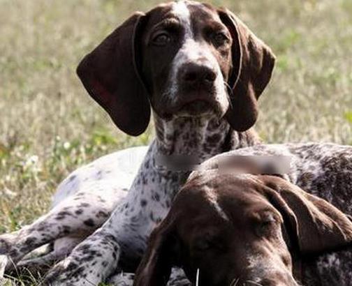 世界十大嗅覺獵犬排名,尋血獵犬血統純正,巴吉度犬嗅覺靈敏