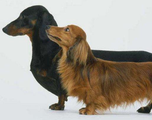 世界十大嗅覺獵犬排名,尋血獵犬血統純正,巴吉度犬嗅覺靈敏