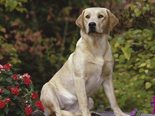 世界十大嗅覺獵犬排名,尋血獵犬血統純正,巴吉度犬嗅覺靈敏