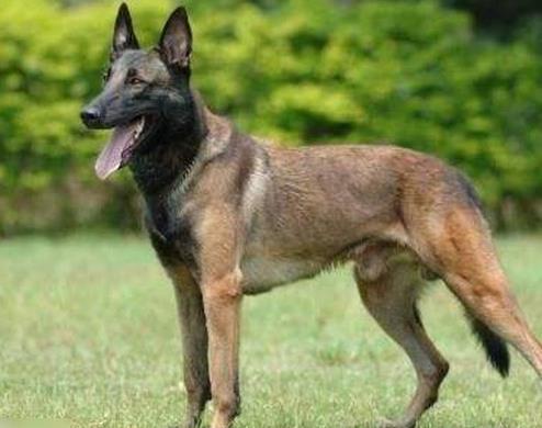 世界十大嗅覺獵犬排名,尋血獵犬血統純正,巴吉度犬嗅覺靈敏