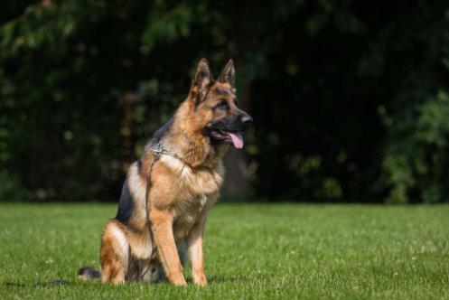 世界十大嗅覺獵犬排名,尋血獵犬血統純正,巴吉度犬嗅覺靈敏