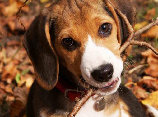 世界十大嗅覺獵犬排名,尋血獵犬血統純正,巴吉度犬嗅覺靈敏