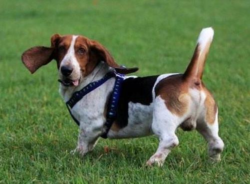 世界十大嗅覺獵犬排名,尋血獵犬血統純正,巴吉度犬嗅覺靈敏