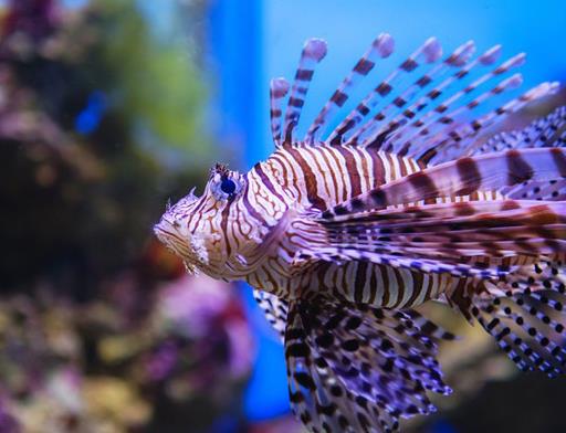 地球十大可怕海洋生物排名,箱形水母很危險,藍紋章魚能殺人