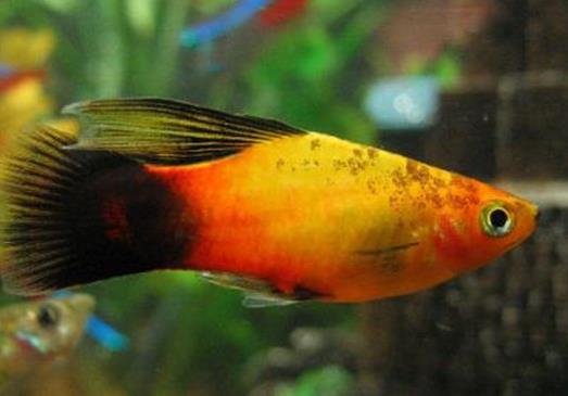 十大最好養的熱帶魚排名,月光魚繁殖能力強,鳳尾魚性格安靜