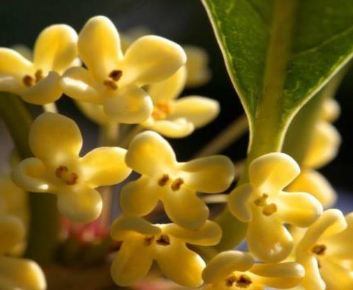 名貴桂花品種排名,金球桂觀賞價值高,柳葉蘇桂耐旱