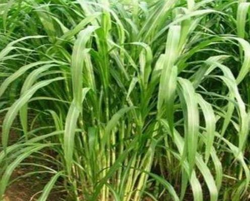 中國(guó)最好的十大牧草,黑麥草適口性好,皇竹草是飼草之王
