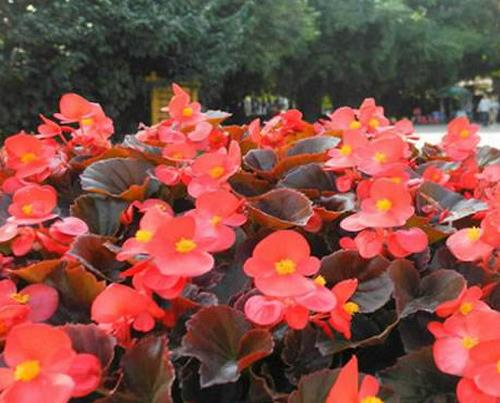 十大最耐寒的花卉排名,臘梅耐寒性極強(qiáng),山茶花在冬季開(kāi)放