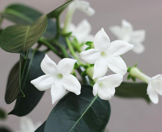 十大婚禮用花排名,玫瑰是愛的橋梁,郁金香花語(yǔ)是“強(qiáng)烈的愛”
