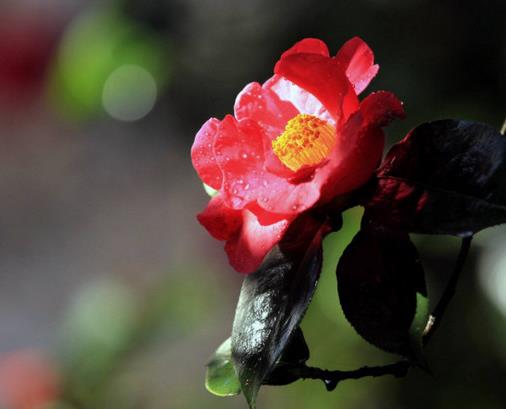 十大最耐寒的花卉排名,臘梅耐寒性極強(qiáng),山茶花在冬季開(kāi)放