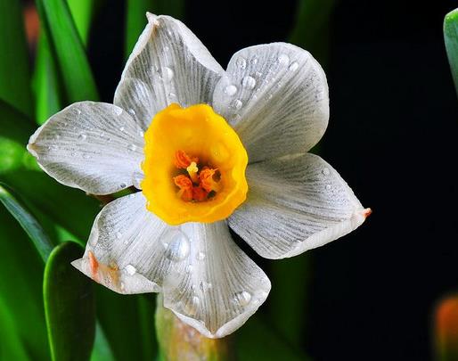 十大最耐寒的花卉排名,臘梅耐寒性極強(qiáng),山茶花在冬季開(kāi)放