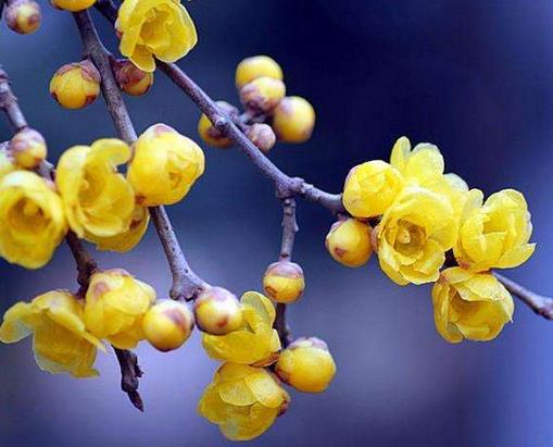 十大最耐寒的花卉排名,臘梅耐寒性極強(qiáng),山茶花在冬季開(kāi)放