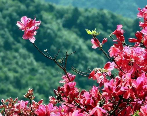 十大最耐寒的花卉排名,臘梅耐寒性極強(qiáng),山茶花在冬季開(kāi)放