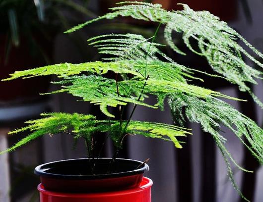 適合辦公室的十種綠植,綠蘿是綠色凈化器,吊蘭能吸收甲醛