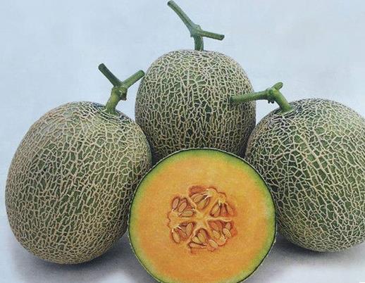 十大甜瓜品種大全排名,長(zhǎng)香玉屬哈密瓜,香妃甜瓜口感綿軟