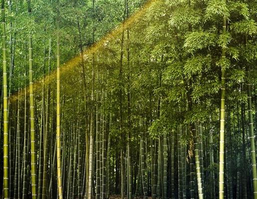 世界上生長(zhǎng)速度最快的植物,竹子重新種植很容易,雜交楊樹受歡迎