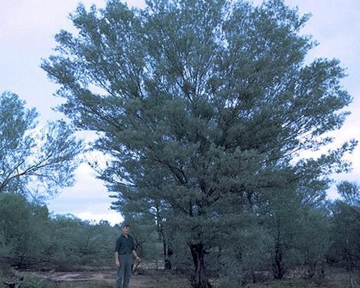 世界上生長(zhǎng)速度最快的植物,竹子重新種植很容易,雜交楊樹受歡迎