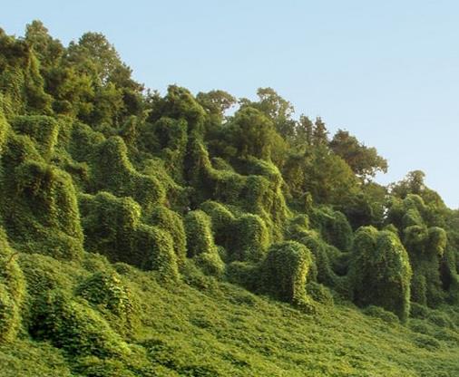 世界上生長(zhǎng)速度最快的植物,竹子重新種植很容易,雜交楊樹受歡迎