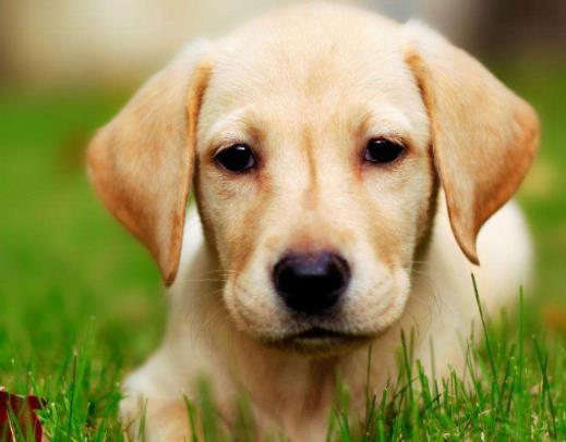 全球十大人氣犬種排行榜,拉布拉多聰明聽話、金毛十分溫順