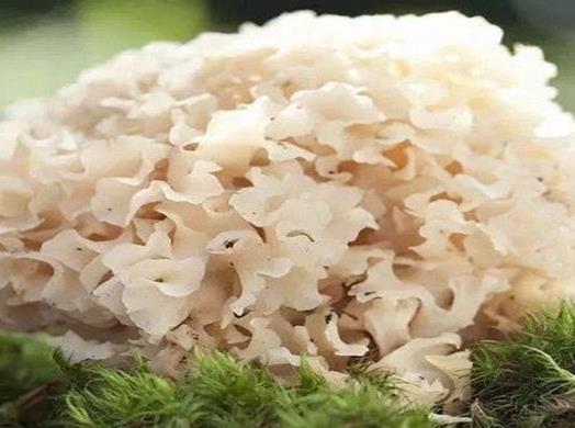 十大名貴菌類(lèi)排行榜,冬蟲(chóng)夏草非常名貴、羊肚菌稀少又名貴