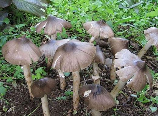 十大名貴菌類(lèi)排行榜,冬蟲(chóng)夏草非常名貴、羊肚菌稀少又名貴