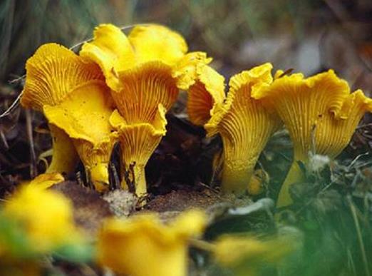 十大名貴菌類(lèi)排行榜,冬蟲(chóng)夏草非常名貴、羊肚菌稀少又名貴