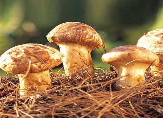 十大名貴菌類(lèi)排行榜,冬蟲(chóng)夏草非常名貴、羊肚菌稀少又名貴
