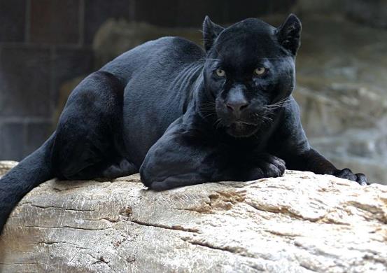世界十大少見的黑色動物,黑色美洲獅棲息環境多樣化、黑豹瀕臨滅絕