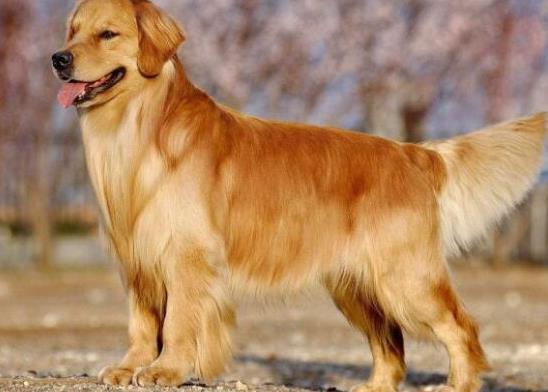 十大智商最高的狗排名,邊境牧羊犬非常忠誠、貴賓犬氣質(zhì)獨特