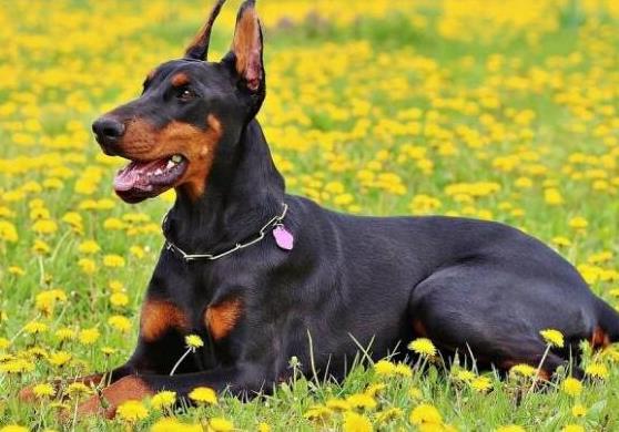 十大智商最高的狗排名,邊境牧羊犬非常忠誠、貴賓犬氣質(zhì)獨特