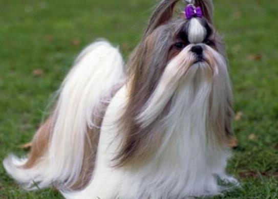 世界上十大毛最長(zhǎng)的犬,阿富汗獵犬觀賞性高、馬爾濟(jì)斯犬端莊高雅