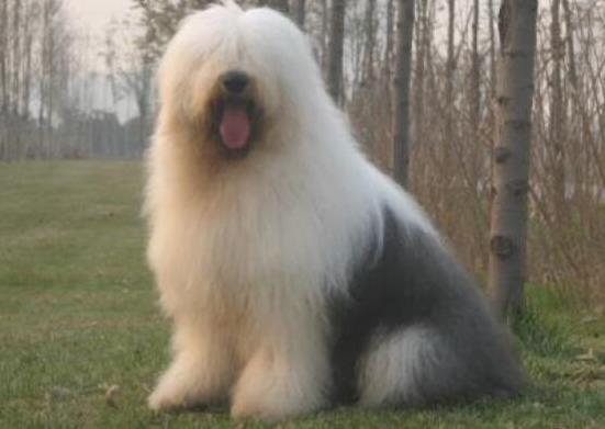 世界上十大毛最長(zhǎng)的犬,阿富汗獵犬觀賞性高、馬爾濟(jì)斯犬端莊高雅