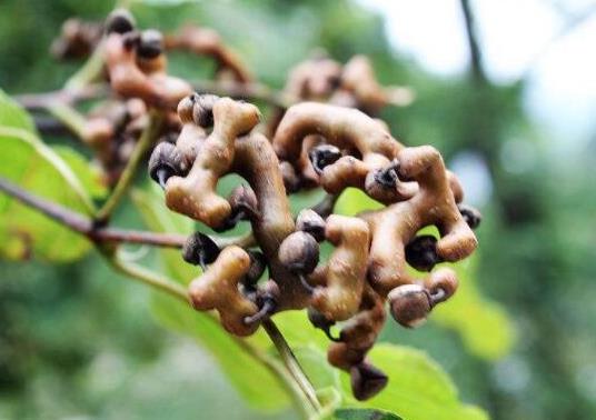 世界名字最奇葩的十大水果,蛋黃果能鎮(zhèn)靜止痛、菠蘿莓備受時(shí)尚界寵愛