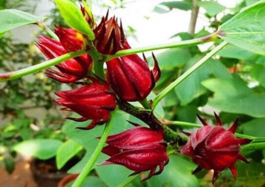 世界名字最奇葩的十大水果,蛋黃果能鎮(zhèn)靜止痛、菠蘿莓備受時(shí)尚界寵愛