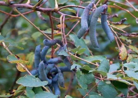 世界名字最奇葩的十大水果,蛋黃果能鎮(zhèn)靜止痛、菠蘿莓備受時(shí)尚界寵愛