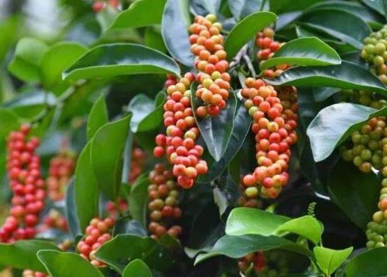 世界名字最奇葩的十大水果,蛋黃果能鎮(zhèn)靜止痛、菠蘿莓備受時(shí)尚界寵愛